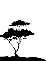 Dead Tree Silhouette with Big Red Sun, Drought or Sunset Landscape