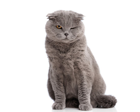 Suspicious grey scottish fold cat sitting and winking