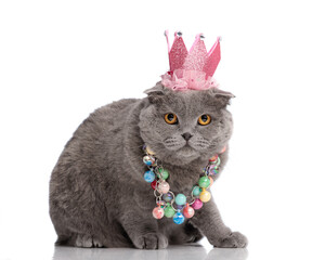 Adorable scottish fold cat with pink crown and beads sitting © Viorel Sima