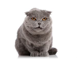 Determined grey scottish fold cat sitting and meowing