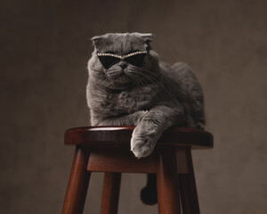 Cool scottish fold cat wearing rhinestone sunglasses on stool © Viorel Sima