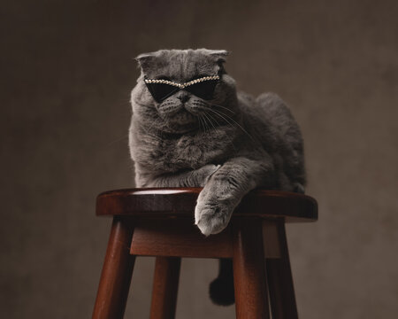 Cool scottish fold cat wearing rhinestone sunglasses on stool