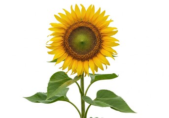 Obraz premium Single blooming sunflower stands tall against a bright white background