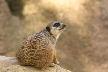 Fototapeta premium Erdmännchen schaut in den Himmel, Suricata suricata