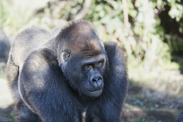 Obraz premium 手を付き四つ足で移動するニシローランドゴリラ