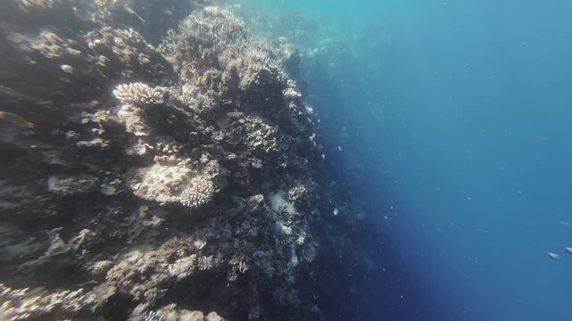Fish swim among corals underwater in tropical sea, 4k