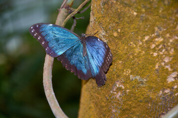 Morpho peleides butterfly with iridescent blue wings perched on a tree trunk in a tropical setting