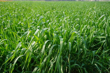 Fototapeta premium Lush green field of tall wheat like cereal crop