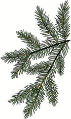 Obraz premium Detailed Spruce Branch Illustration with Needle Texture 1.