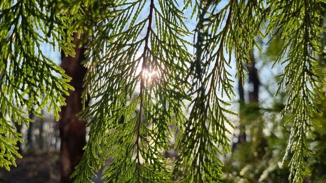 Beautiful sun shining through fresh green cedar branches in the forest. Bright sunbeams and lens flare illuminating the peaceful woods scene