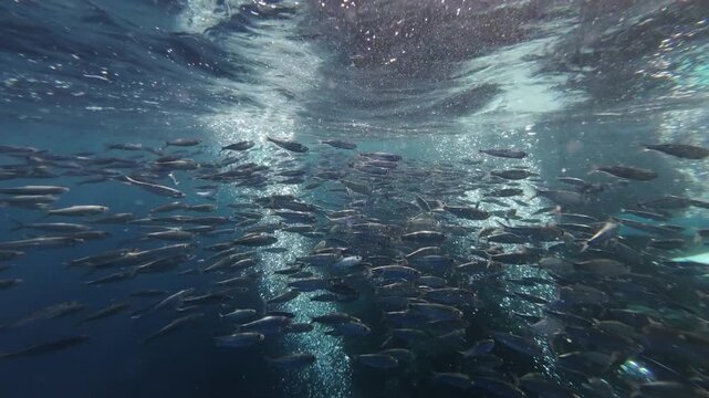 Underwater view of shoal of sardine fish swimming in sea, 4k
