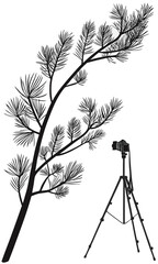Silhouette of a pine branch and camera on a tripod.