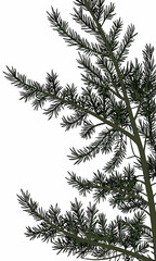 Silhouette of Pine Tree Branches Against a White Background.