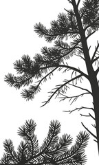 Silhouette of Pine Tree Branches Against White Background.