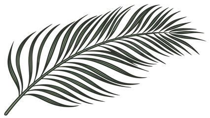 Obraz premium Elegant Palm Leaf Illustration A Detailed Botanical Design.