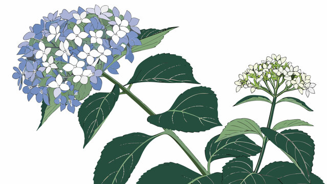 Hydrangea Illustration Blooming Flowers and Lush Green Leaves.