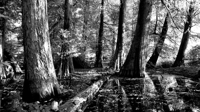 Veduta autunnale del parco naturale protetto dei Tassodi, nei pressi di Sarnico e Paratico, sul lago d'Iseo. Provincia di Bergamo, Lombardia, Italia.	