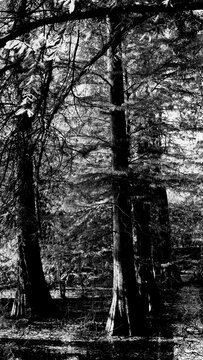 Veduta autunnale del parco naturale protetto dei Tassodi, nei pressi di Sarnico e Paratico, sul lago d'Iseo. Provincia di Bergamo, Lombardia, Italia.	