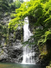 Majestic Minoh Waterfall with Lush Green Maple Leaves in Osaka