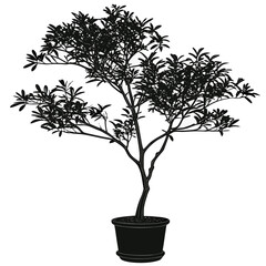 Obraz premium Silhouette of a Potted Tree with Dense Foliage.
