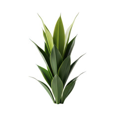 Fototapeta premium Single agave plant with green leaves isolated on transparent background