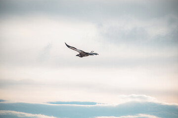 Obraz premium vulture in flight