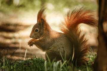 Fressendes Eichh&ouml;rnchen im Park