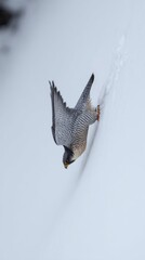 tucked. Peregrine falcon in a steep dive over a snowy field with motion blur in background. wildlife magazines, conservation campaigns, designed for wildlife conservation campaigns.

