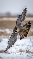 tucked. Peregrine falcon in a steep dive over a snowy field with motion blur in background. wildlife magazines, conservation campaigns, designed for wildlife conservation campaigns.
