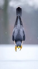tucked. Peregrine falcon in a steep dive over a snowy field with motion blur in background. wildlife magazines, conservation campaigns, designed for wildlife conservation campaigns.
