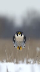 tucked. Peregrine falcon in a steep dive over a snowy field with motion blur in background. wildlife magazines, conservation campaigns, designed for wildlife conservation campaigns.
