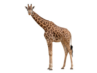 Naklejka premium African giraffe standing, side view, isolated on transparent background (PNG)