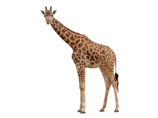 Fototapeten Giraffe African giraffe standing, side view, isolated on transparent background (PNG)  © Trixy