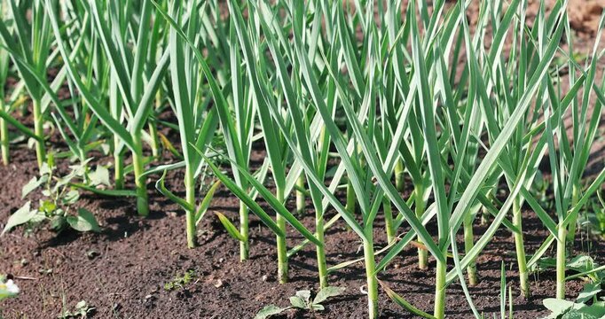 green onions plantlets on the ground