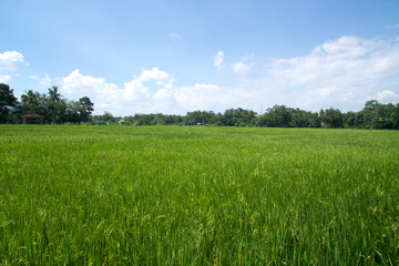 Obraz premium Rice field landscape in Bantul, Yogyakarta, Indonesia, photographed on April 27, 2024.