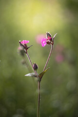 Delicate Pink Wildflowers (Silene dioica) blooming on the sunny meadow with Soft Bokeh