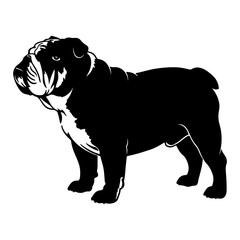 Obraz premium Bull dog silhouette vector isolated on white background