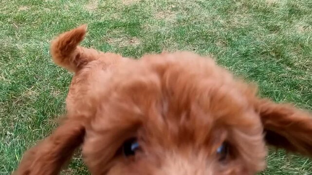 Playful brown toy poodle dog jumping up then landing back on the grass while looking forward with curiosity before running closer and bounding with floppy ears bouncing as the small dog approaches