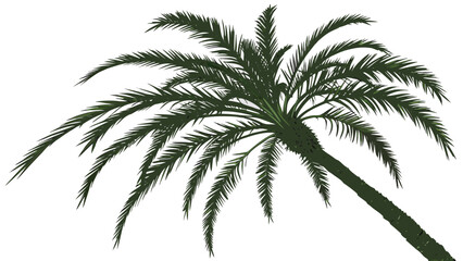Obraz premium Silhouette of a Palm Tree Against a White Background.