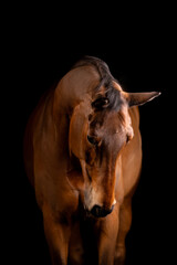 Fototapeta premium Beautiful bay horse on a black background