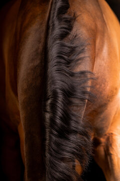 Beautiful bay horse on a black background