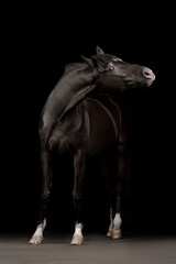 Fototapeta premium Beautiful black horse on a black background
