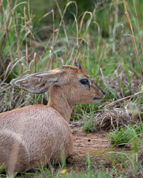 Close up of a young steenbok antelope resting on the ground, partially hidden in dry and green grass. The image highlights the animal large ears, short horns and soft fur, making it ideal for use in