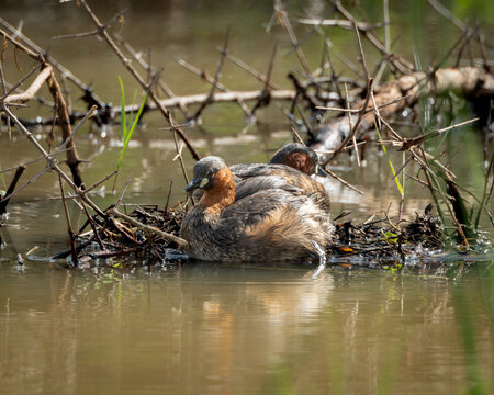 Pair of little grebes resting at the edge of a nest made of twigs and aquatic vegetation in shallow water. Their distinctive chestnut and dark plumage is captured in soft light, ideal for use in