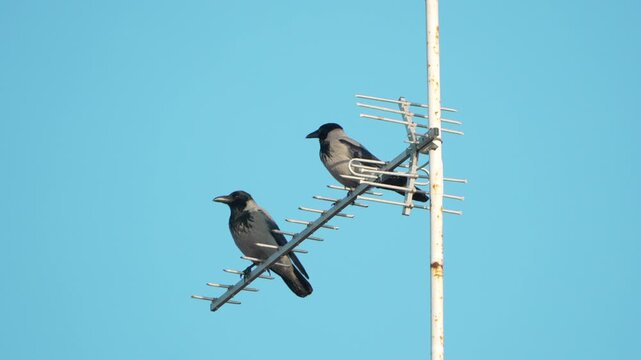 Crows antenna sky two grey hooded crows perching together on a metal TV antenna against a bright clear blue sky
