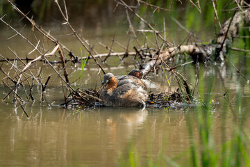 Pair of little grebes resting at the edge of a nest made of twigs and aquatic vegetation in shallow water. Their distinctive chestnut and dark plumage is captured in soft light, ideal for use in © Robert