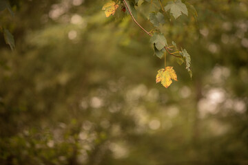 leaf hanging from a tree