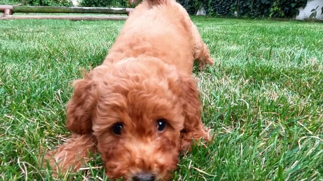 Curious toy poodle puppy sniffing the lens and looking forward with an adorable expression before crawling closer to the camera while lying on the green grass