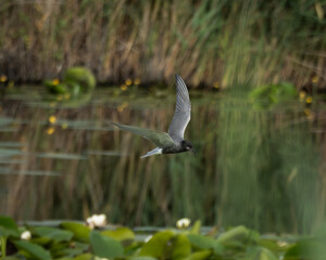Obraz premium Dynamic wildlife photograph of a black tern flying low over a pond covered with green water lilies while hunting for prey. The elegant seabird is captured mid action with wings spread and head pointed