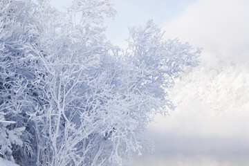 A frost-covered landscape unfolds with white trees in a fairy forest. The scene captures the...